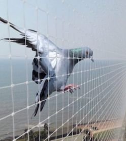 Pigeon net installation service for balconies and buildings