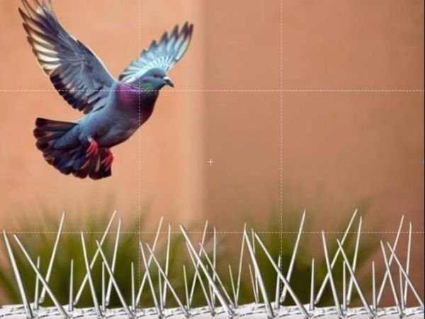 Bird spike installation services in Pune and PCMC